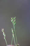 Prairie plantain